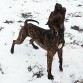 Oddie en la nieve